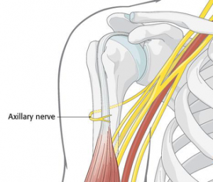 Axillary nerve