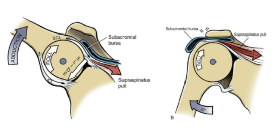 Glenohumeral joint arthrokinematics